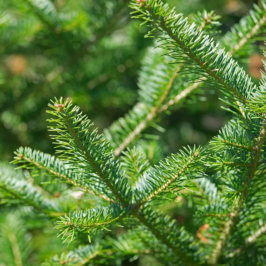 Balsam Fir Essential Oil