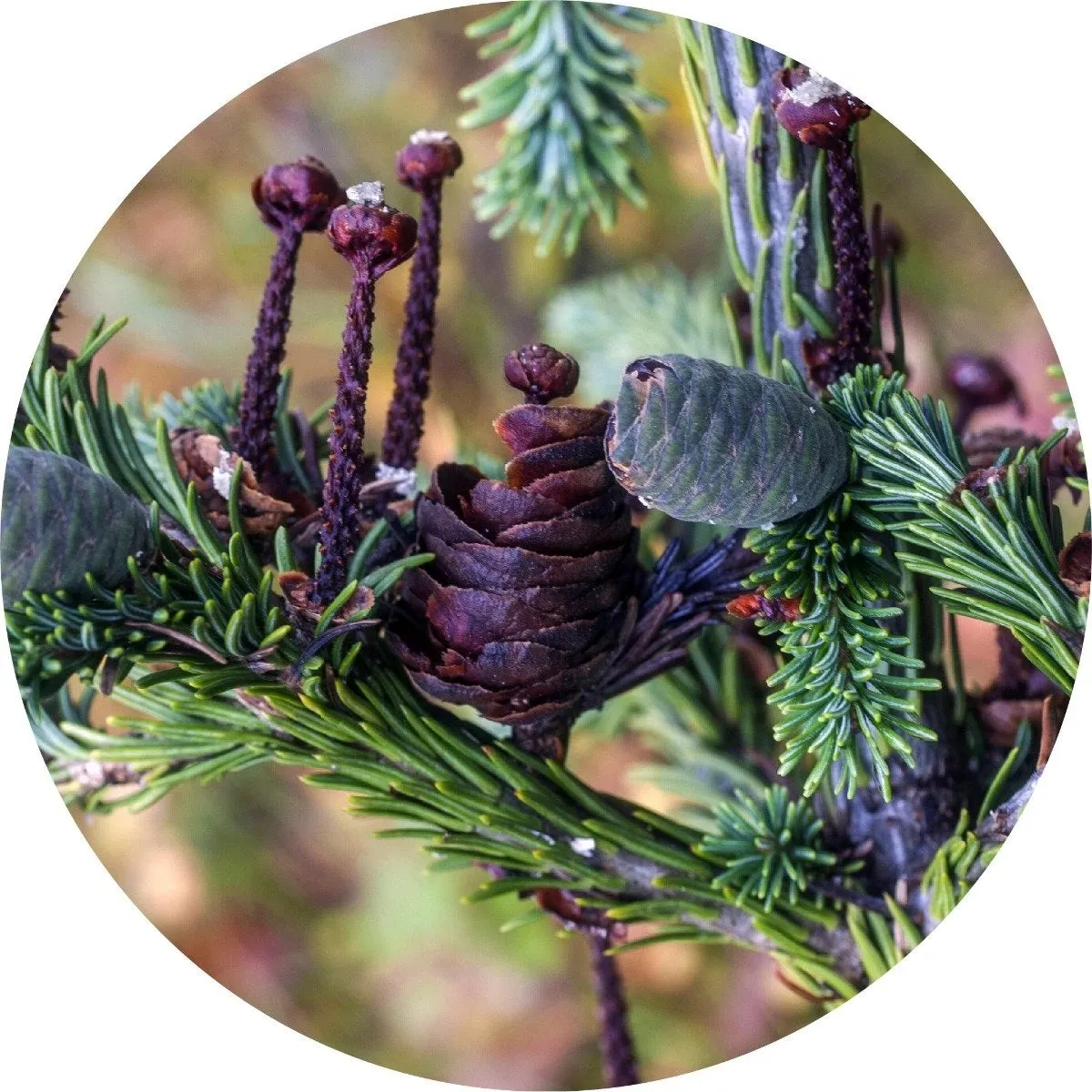 LIVING LIBATIONS - Siberian Fir Essential Oil